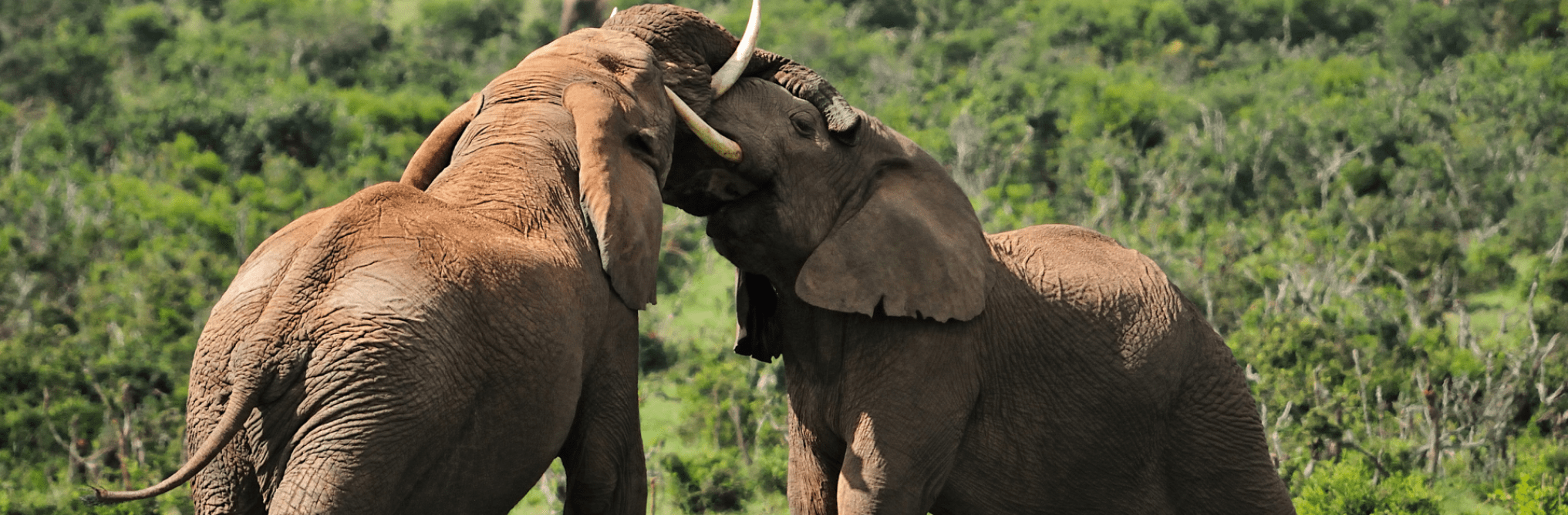 addo olifanten spelen