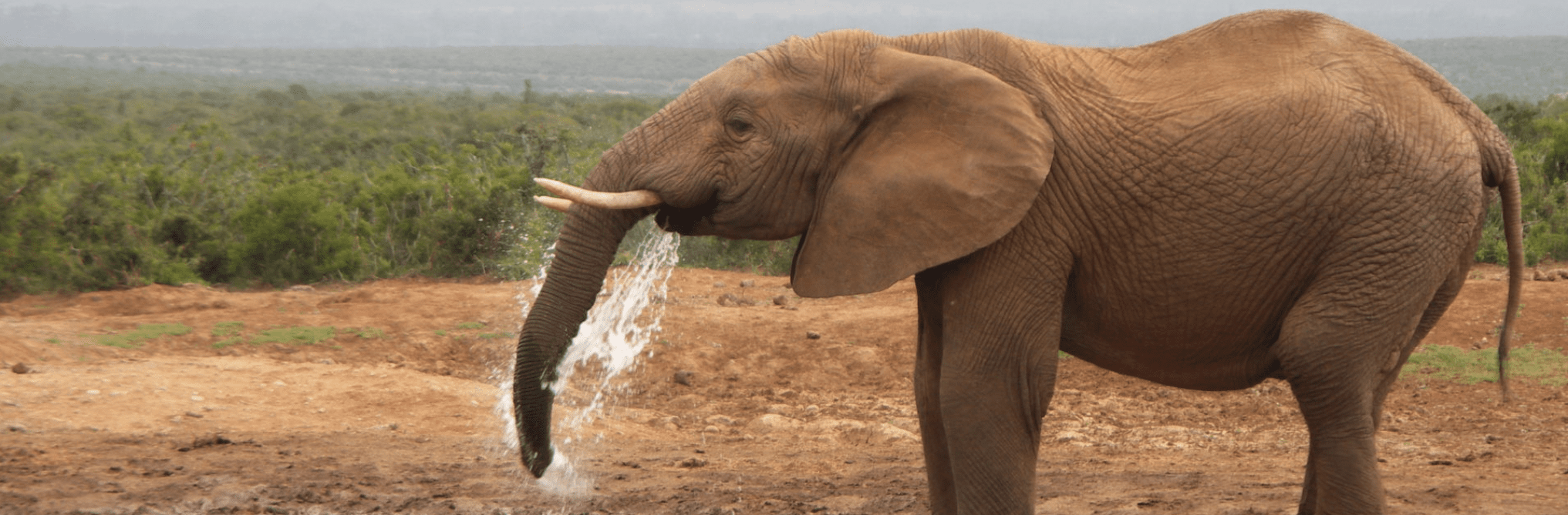 addo olifant drinken